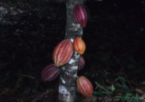 Red and yellow pods grow from the brown trunk of a tree